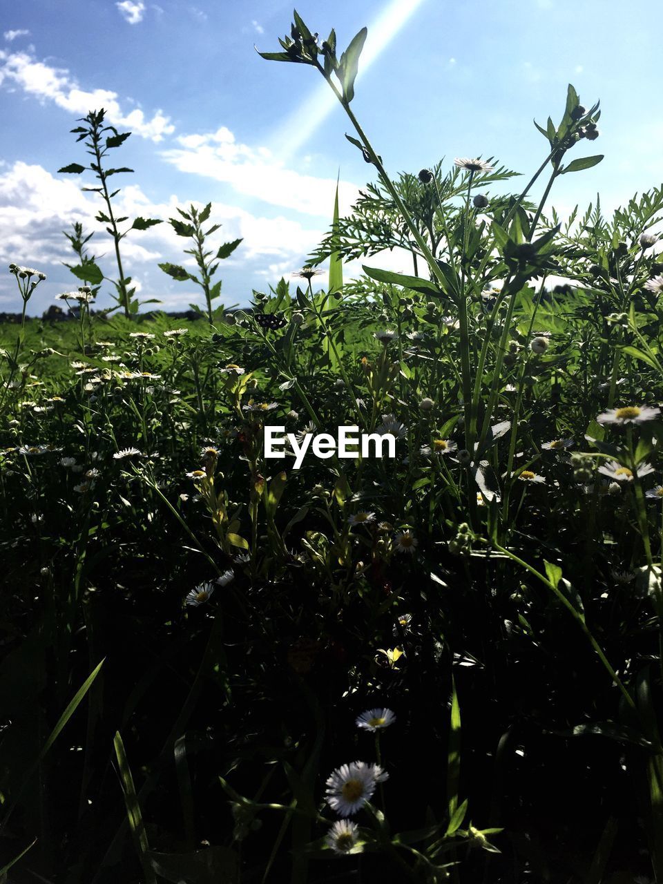 PLANTS GROWING IN SUNLIGHT