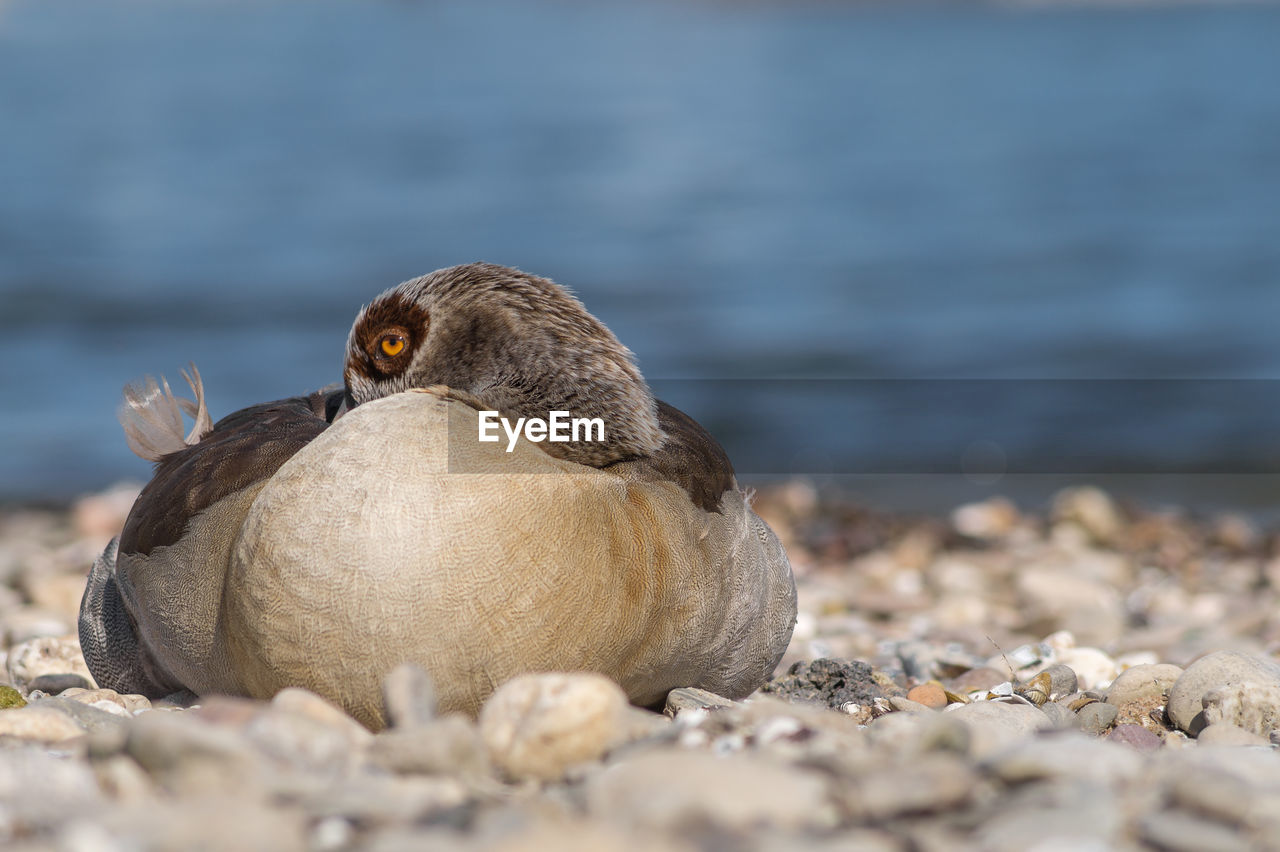 CLOSE-UP OF BIRD ON BEACH