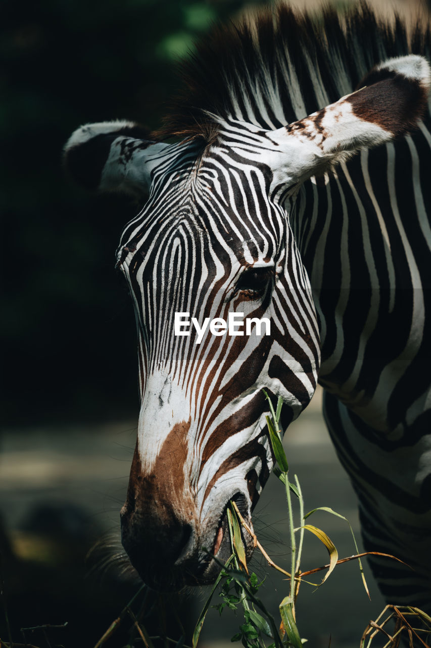 Close-up of zebra