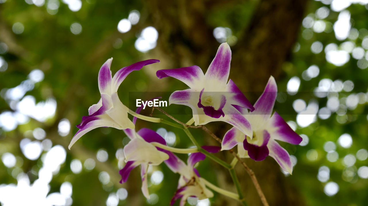 plant, flower, flowering plant, beauty in nature, freshness, nature, blossom, purple, petal, close-up, macro photography, growth, no people, pink, tree, plant part, leaf, fragility, outdoors, springtime, inflorescence, flower head, orchid, lilac, environment, focus on foreground, wildflower, botany, selective focus, summer, defocused, magenta