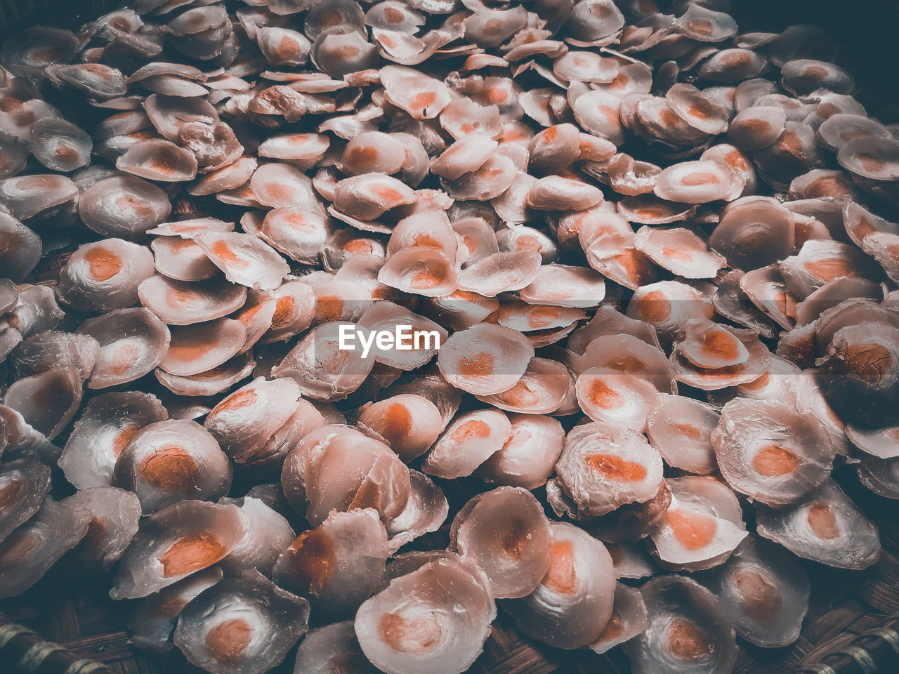 HIGH ANGLE VIEW OF SHELLS IN WATER