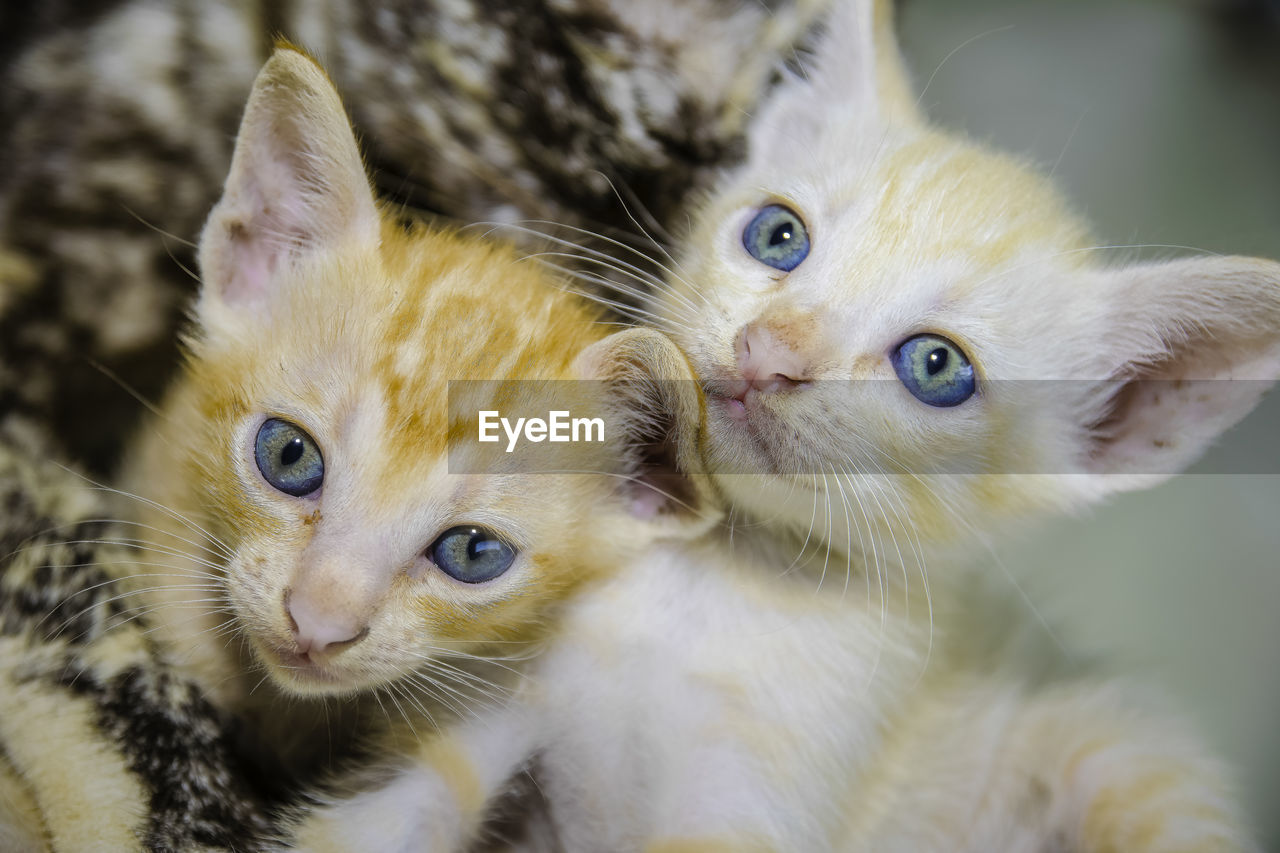 Close-up of kittens at home