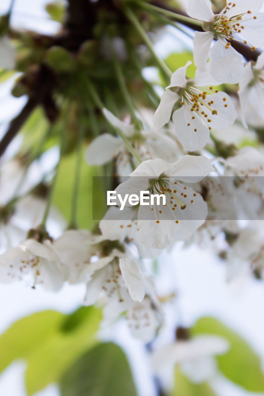 CLOSE-UP OF WHITE CHERRY BLOSSOM