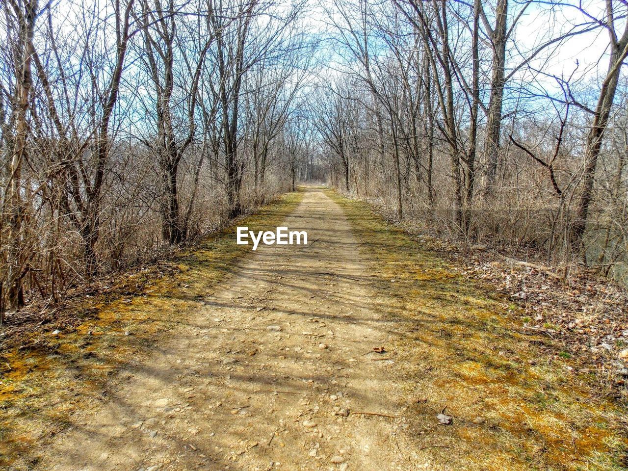 VIEW OF BARE TREES IN FOREST