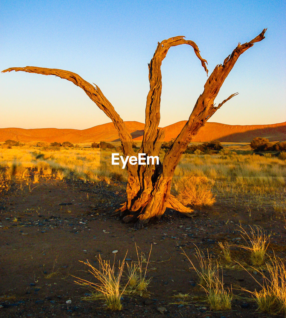 Bare trees on field