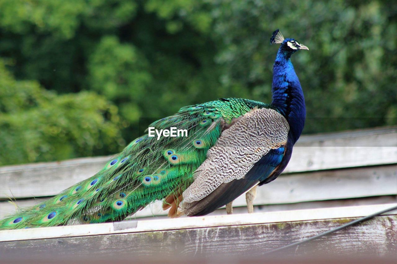 CLOSE-UP OF PEACOCK PERCHING ON TREE