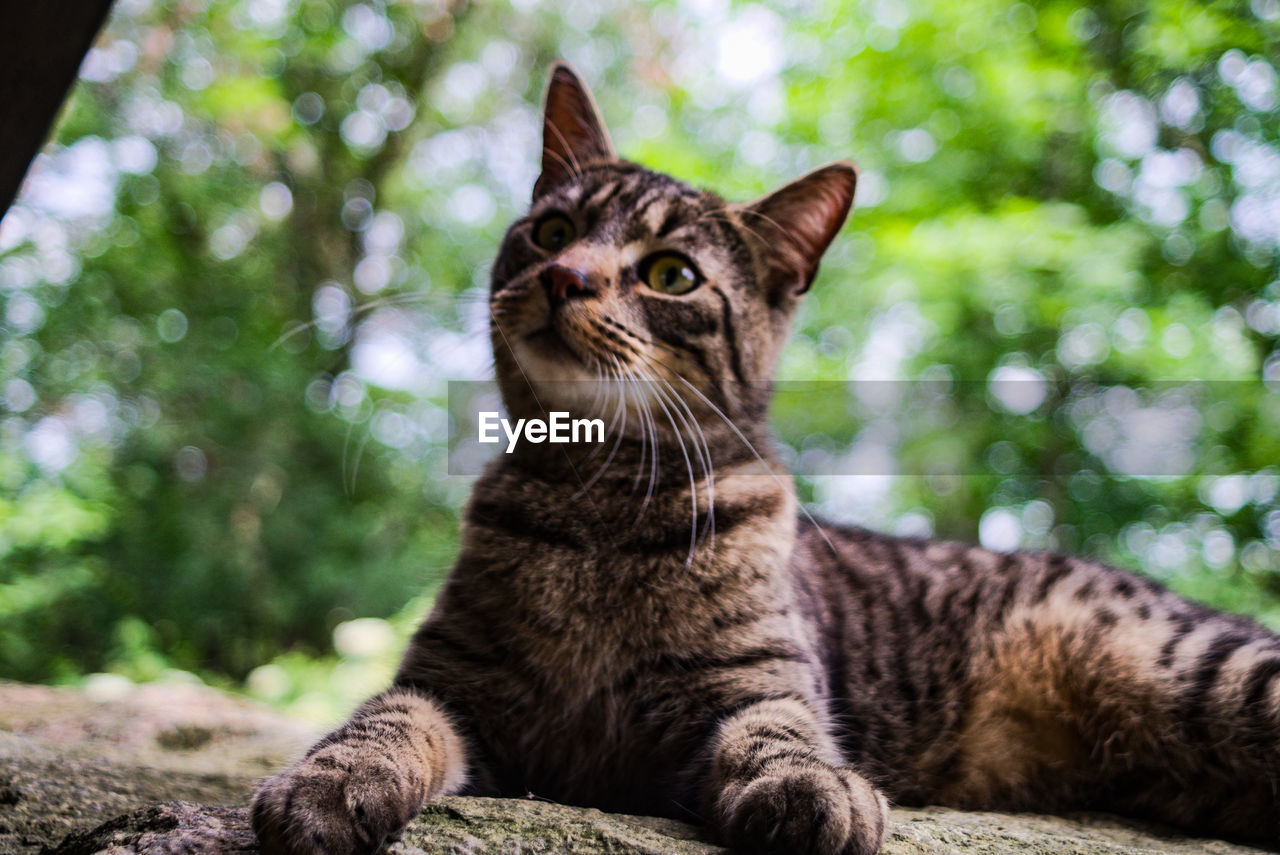 CLOSE-UP PORTRAIT OF TABBY CAT