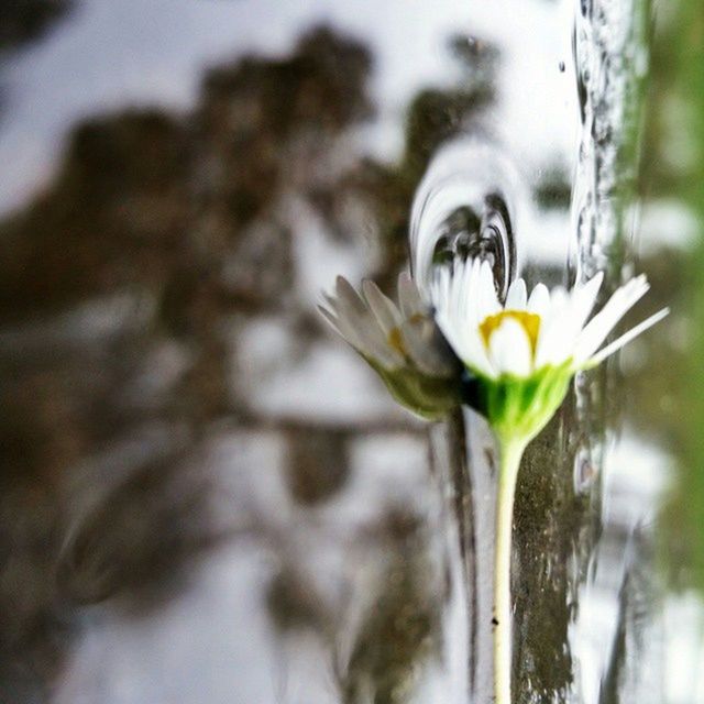 CLOSE-UP OF WHITE FLOWERS BLOOMING OUTDOORS