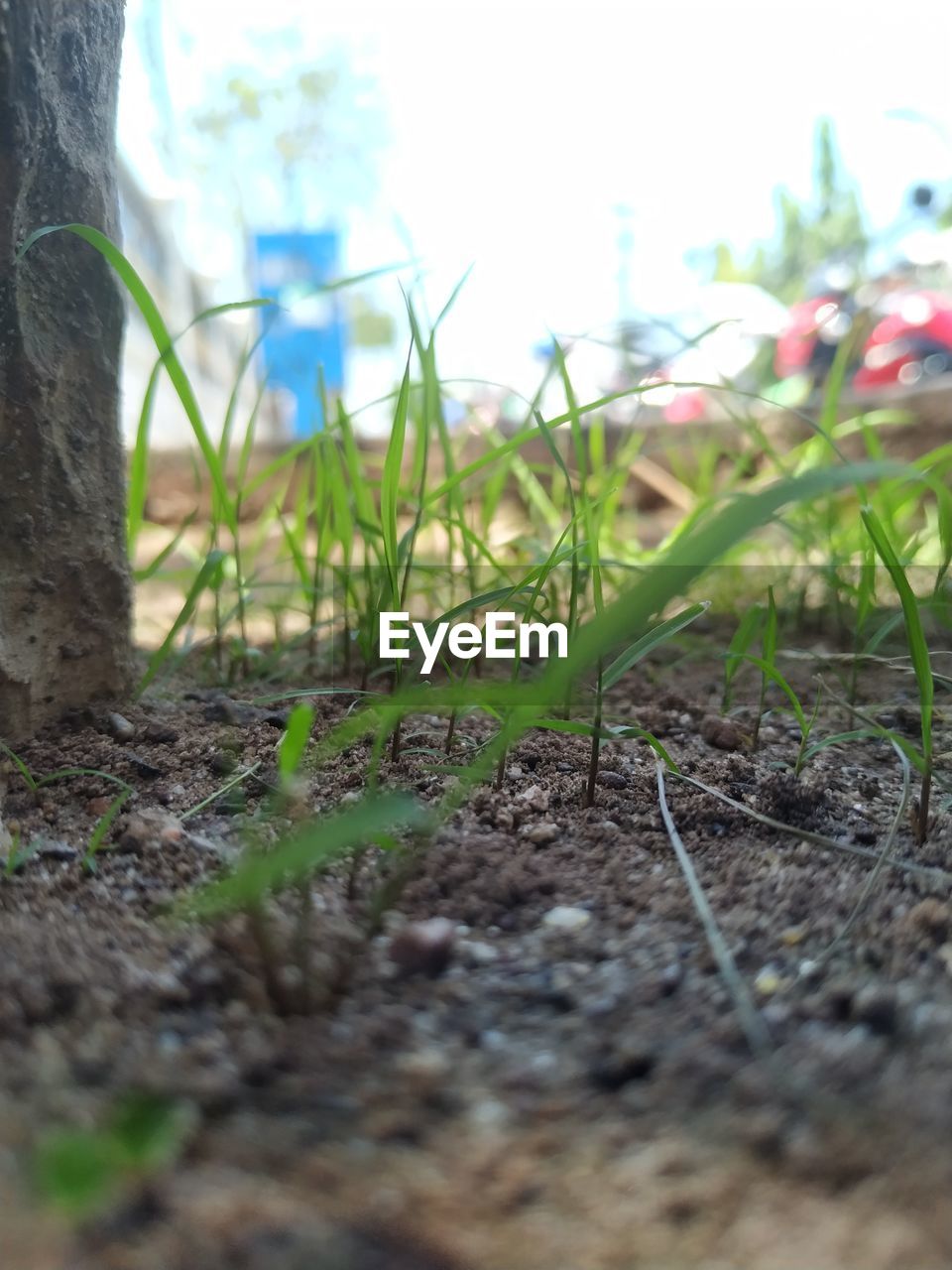 CLOSE-UP OF GRASS ON FIELD