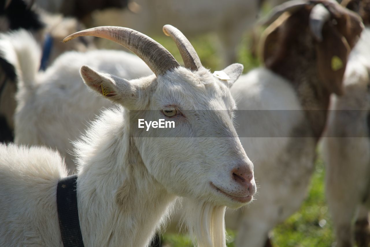 A bright white billy goat looks at the viewer with interest. 