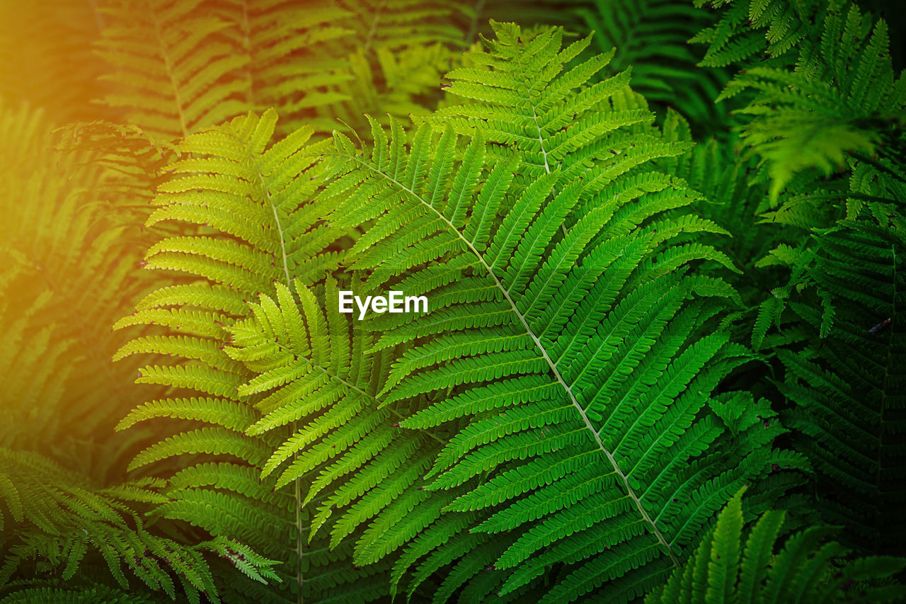 CLOSE-UP OF GREEN LEAVES