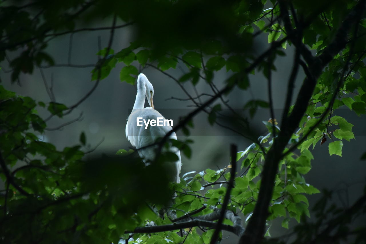 Low angle view of white bird perching on branch