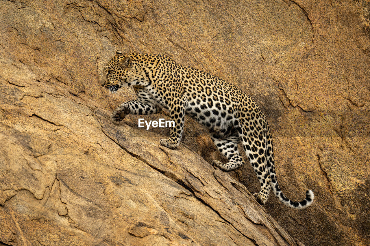 Leopard walks up steep rockface lifting paw