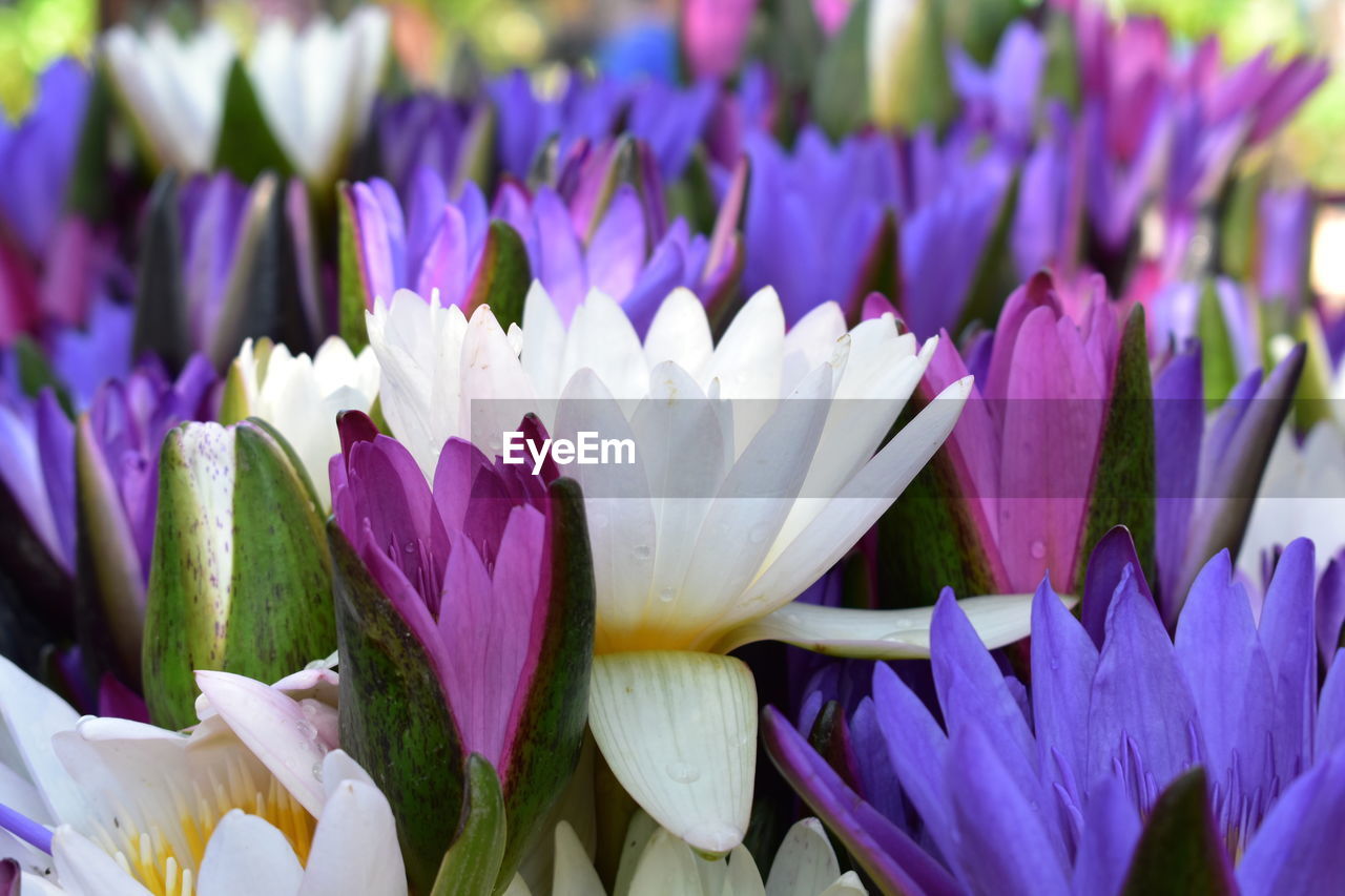 CLOSE-UP OF FRESH PURPLE CROCUS FLOWERS