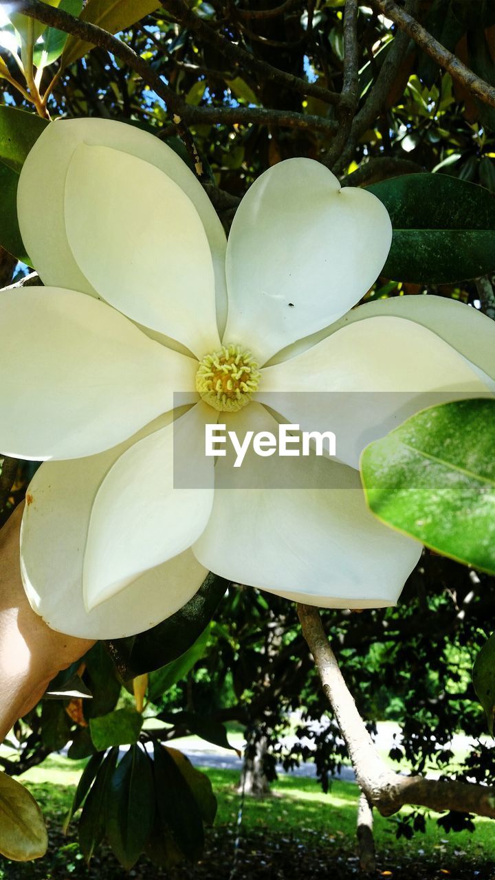 LOW ANGLE VIEW OF WHITE FLOWERS ON TREE