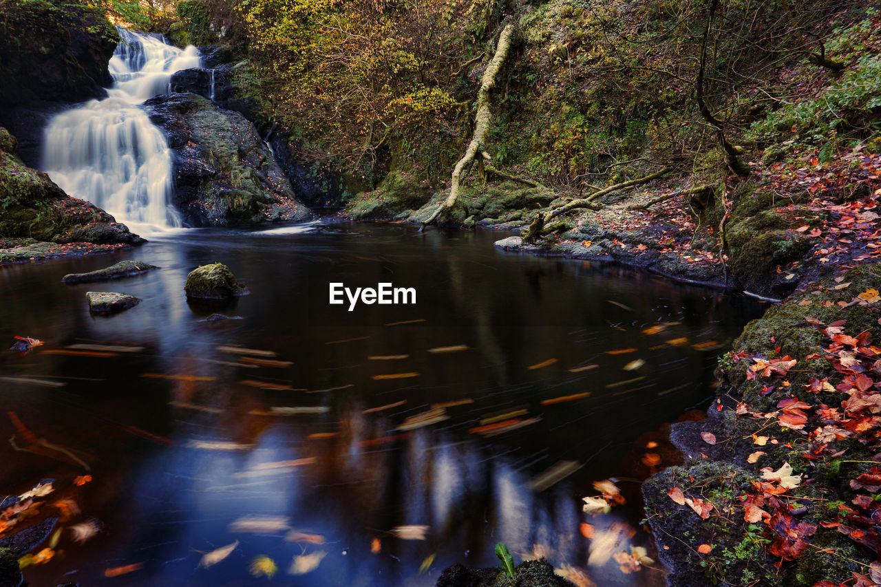 STREAM FLOWING THROUGH TREES IN FOREST