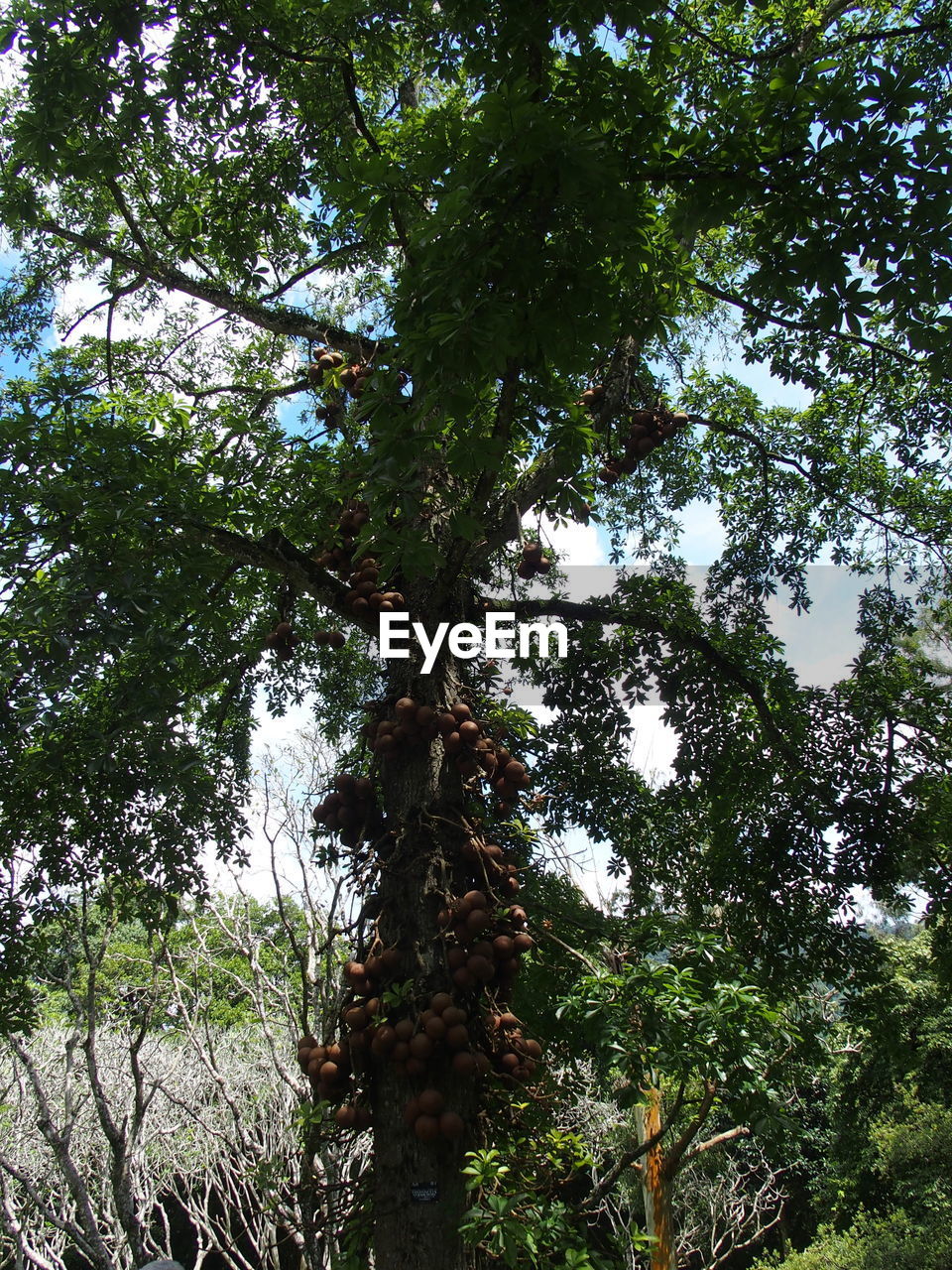 Low angle view of trees