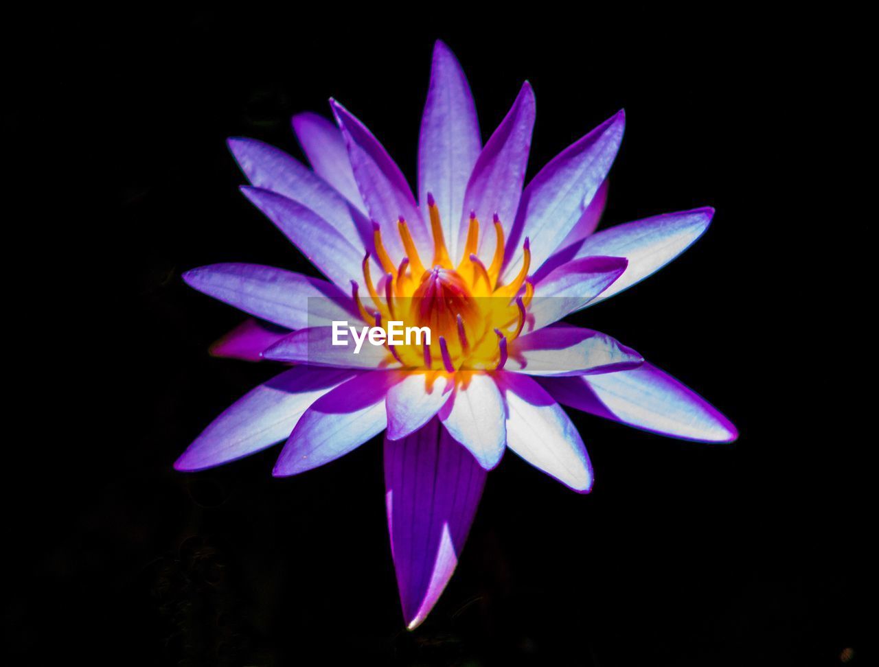 CLOSE-UP OF FLOWER