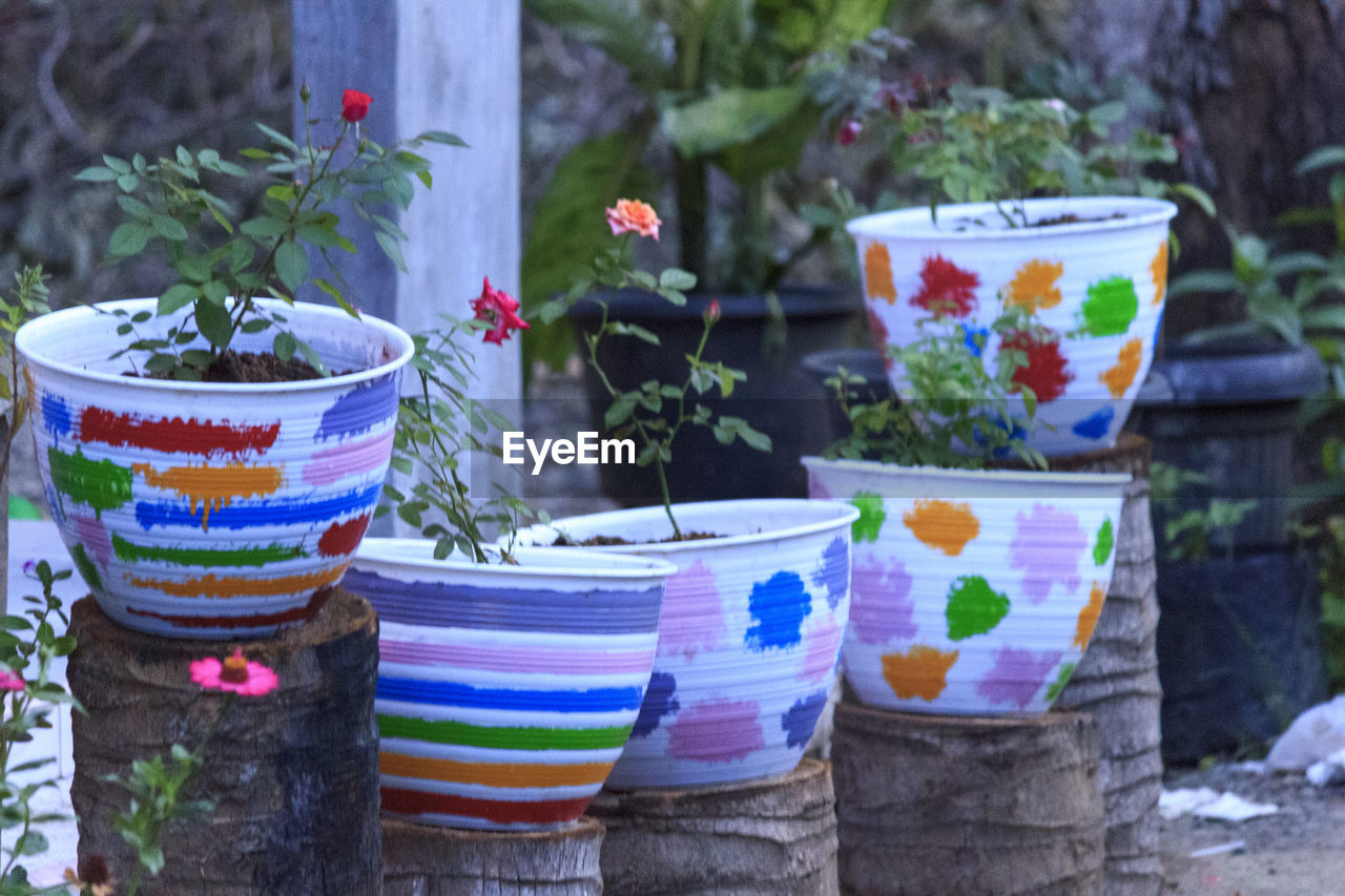 Five flower pots of various colors for planting red roses 