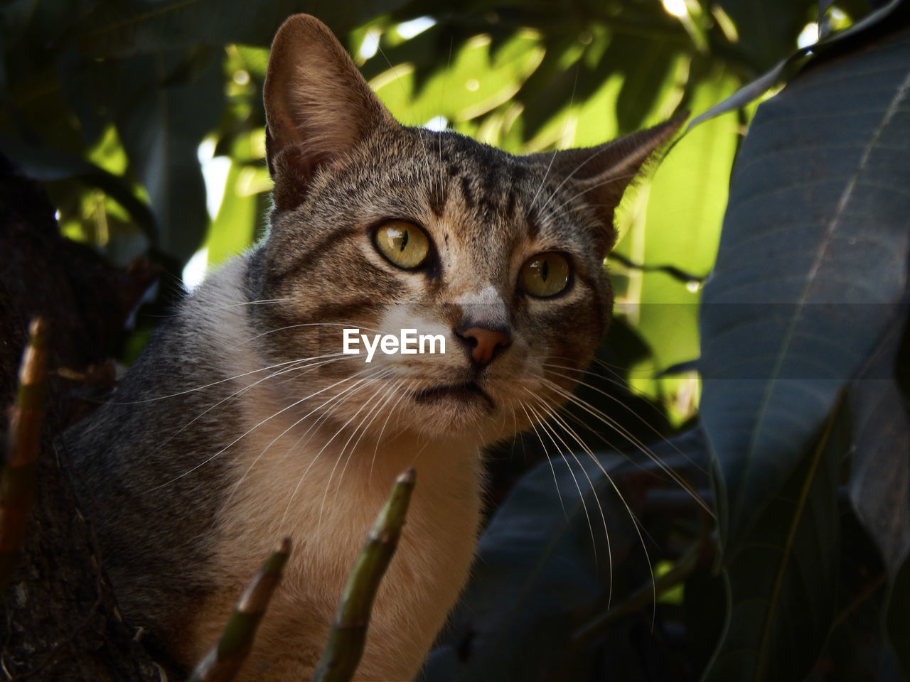 CLOSE-UP PORTRAIT OF CAT BY PLANT