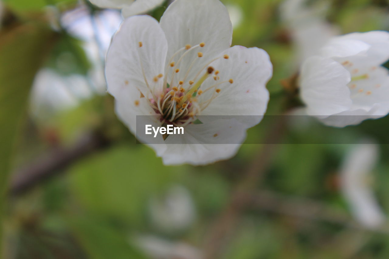 CLOSE-UP OF WHITE FLOWERS BLOOMING ON TREE