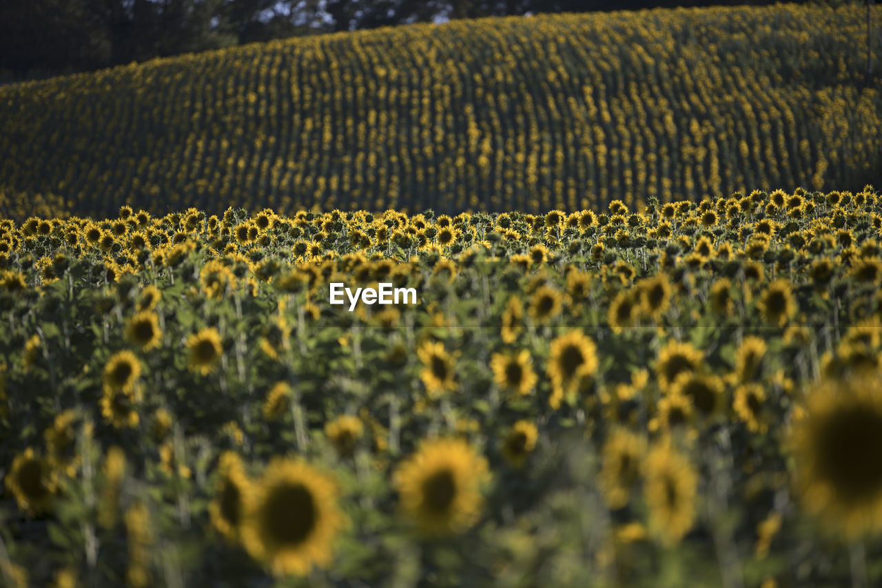 Sunflowers in farm