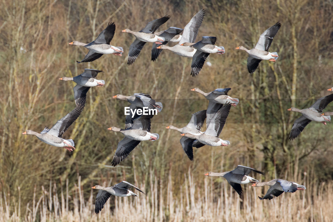 Greylag geese flying over field