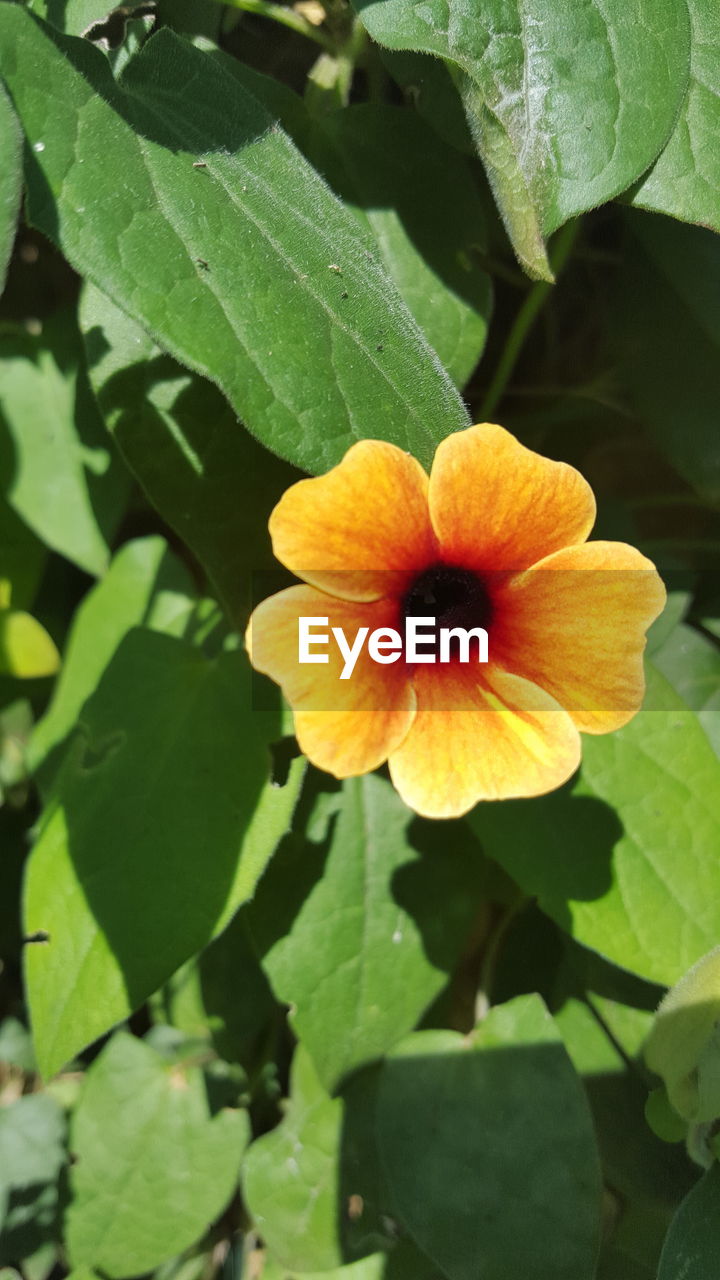 CLOSE-UP OF YELLOW FLOWERS BLOOMING