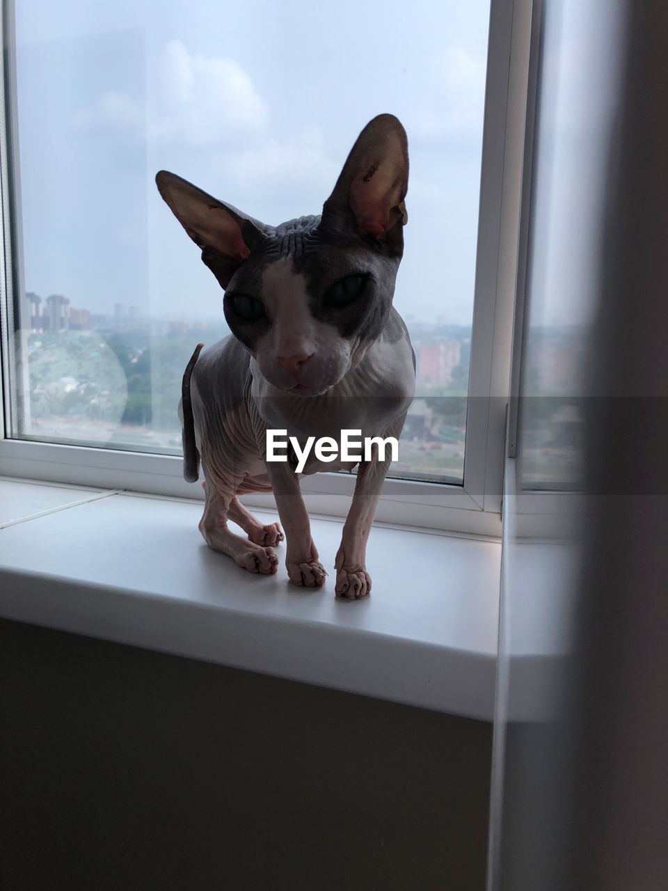 PORTRAIT OF A CAT LOOKING THROUGH WINDOW AT HOME