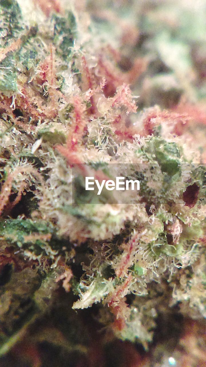 Close-up of medical cannabis