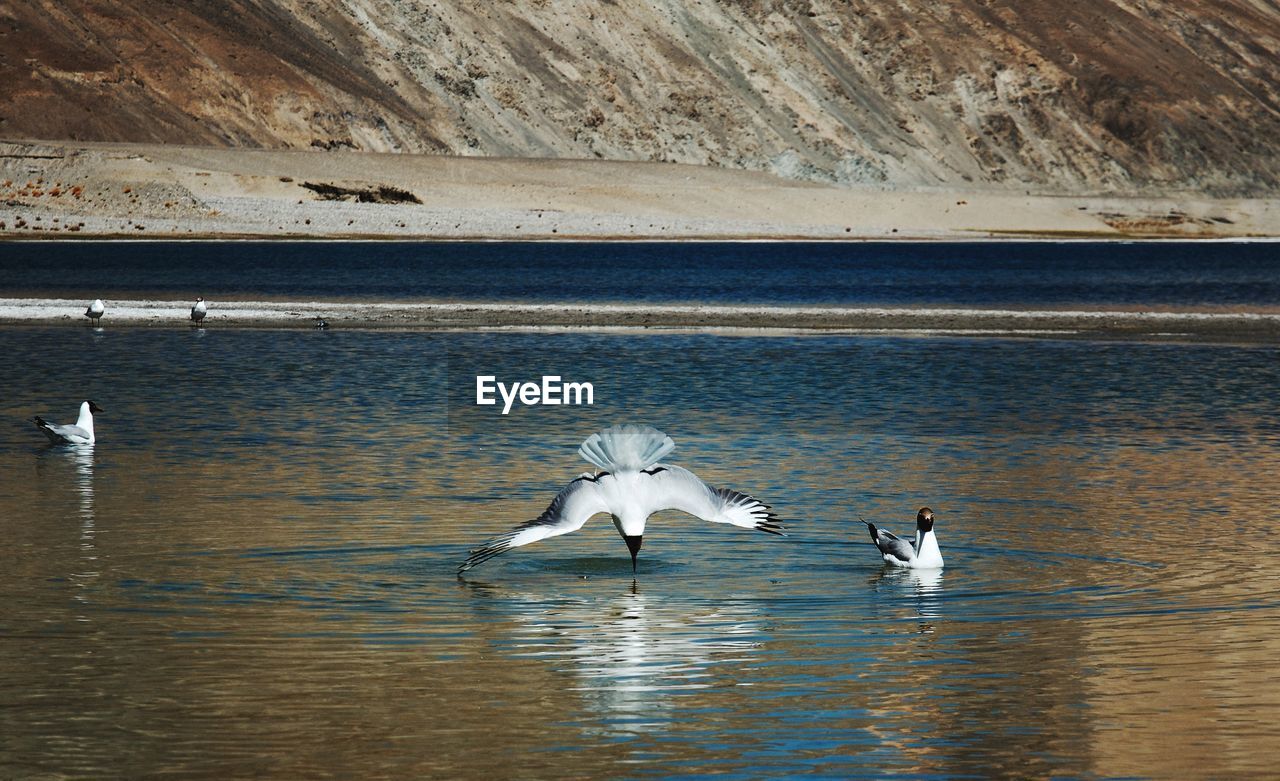 Birds at pangong lake