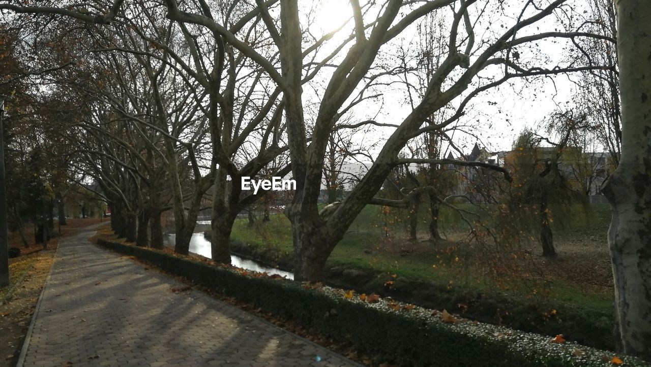 VIEW OF BARE TREES ON LANDSCAPE