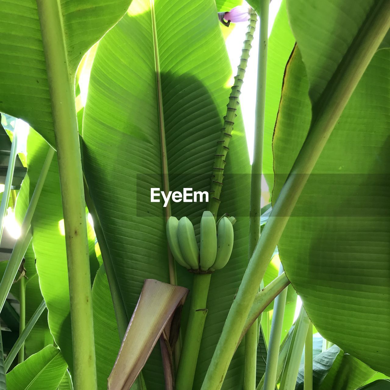 Bananas growing on tree