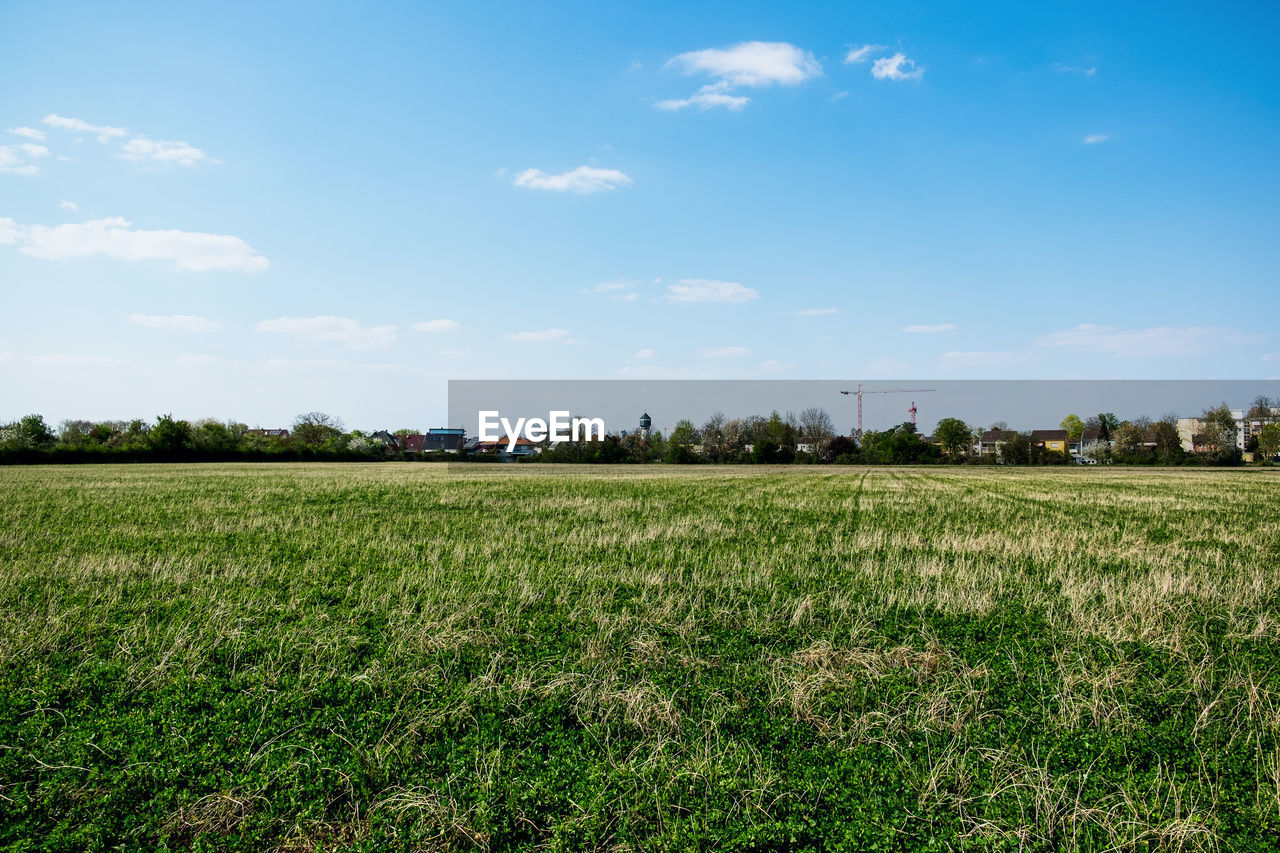 SCENIC VIEW OF FIELD