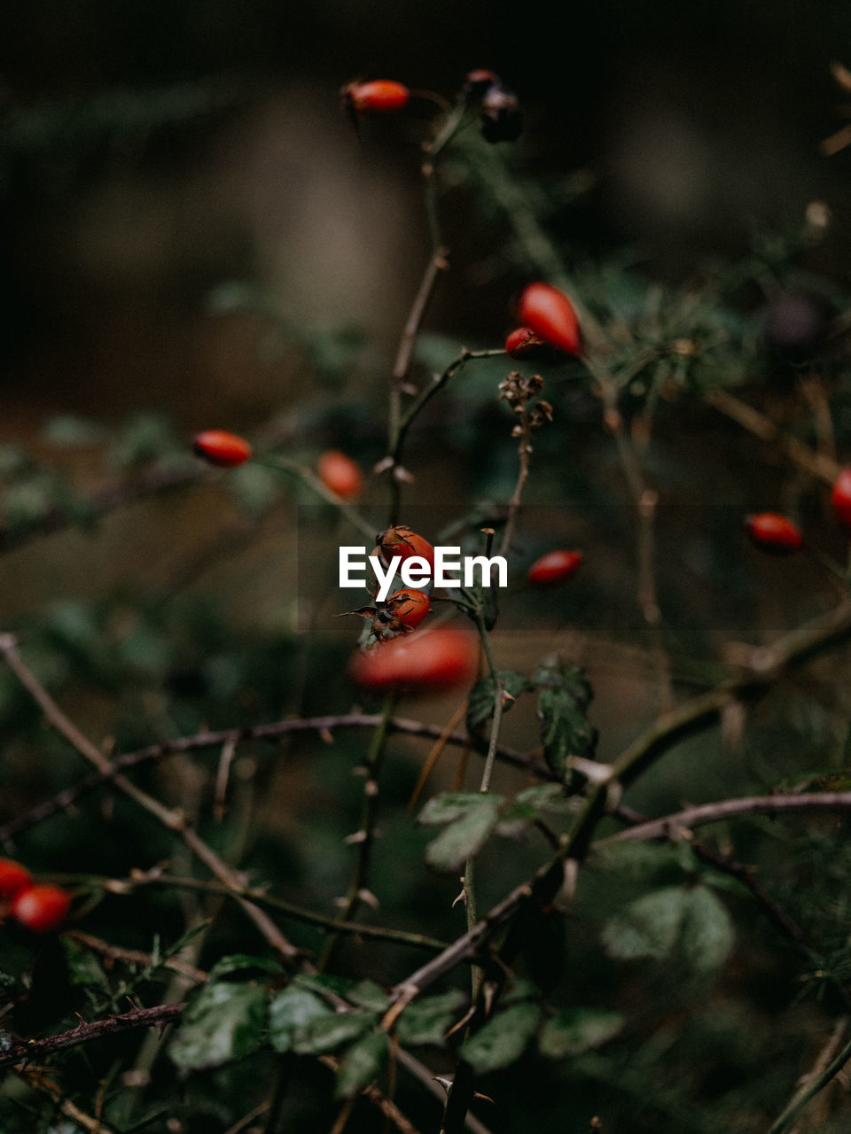 Close-up of red berries growing on tree