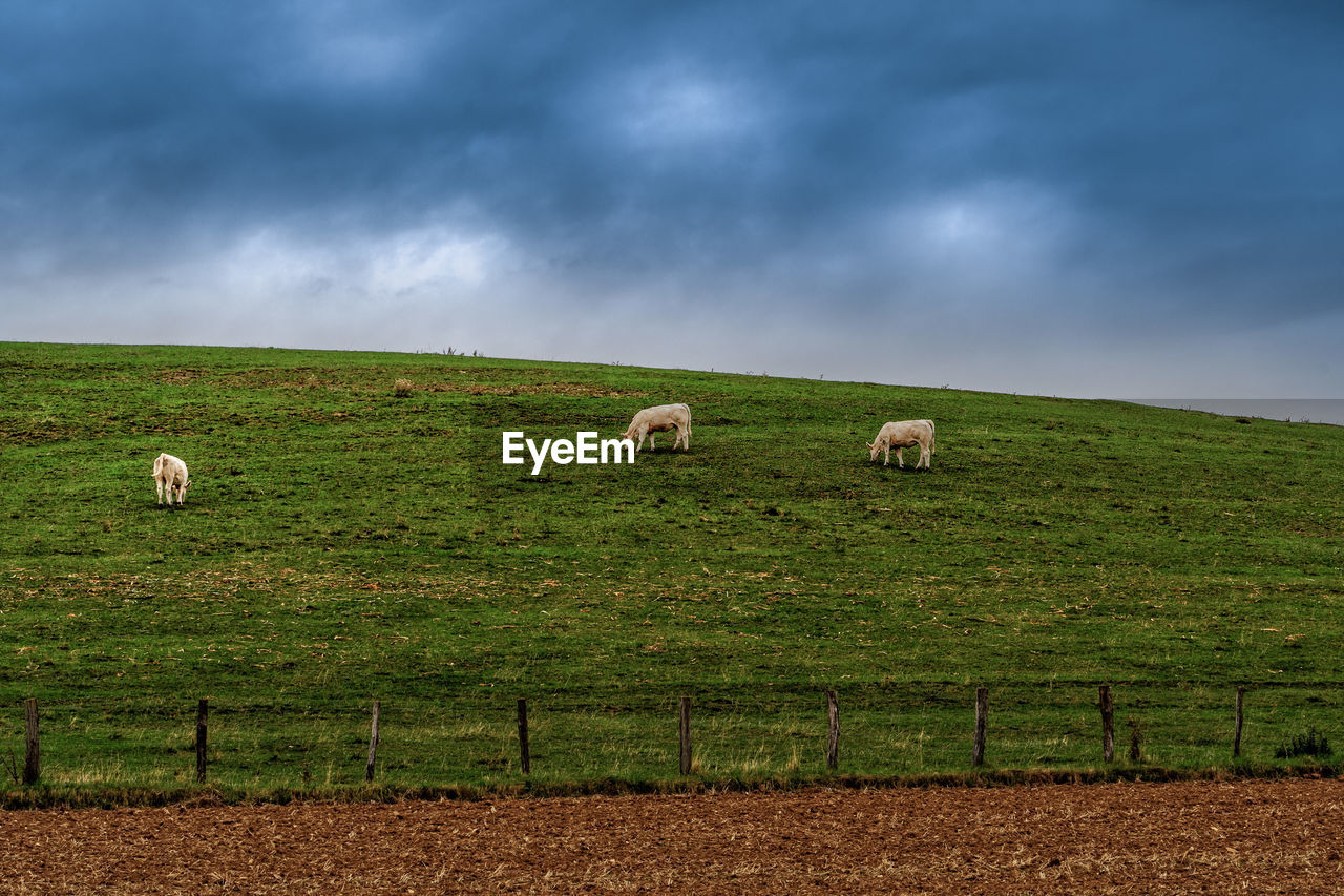SCENIC VIEW OF SHEEP GRAZING IN FARM