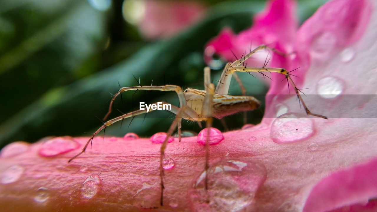 Close-up of insect on pink flower