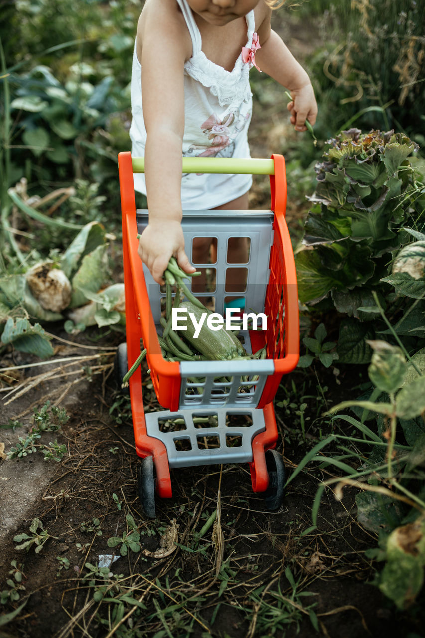 High angle view of cute girl standing amidst plant