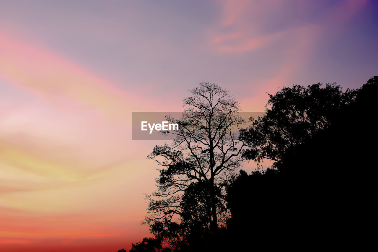 LOW ANGLE VIEW OF SILHOUETTE TREE AGAINST DRAMATIC SKY