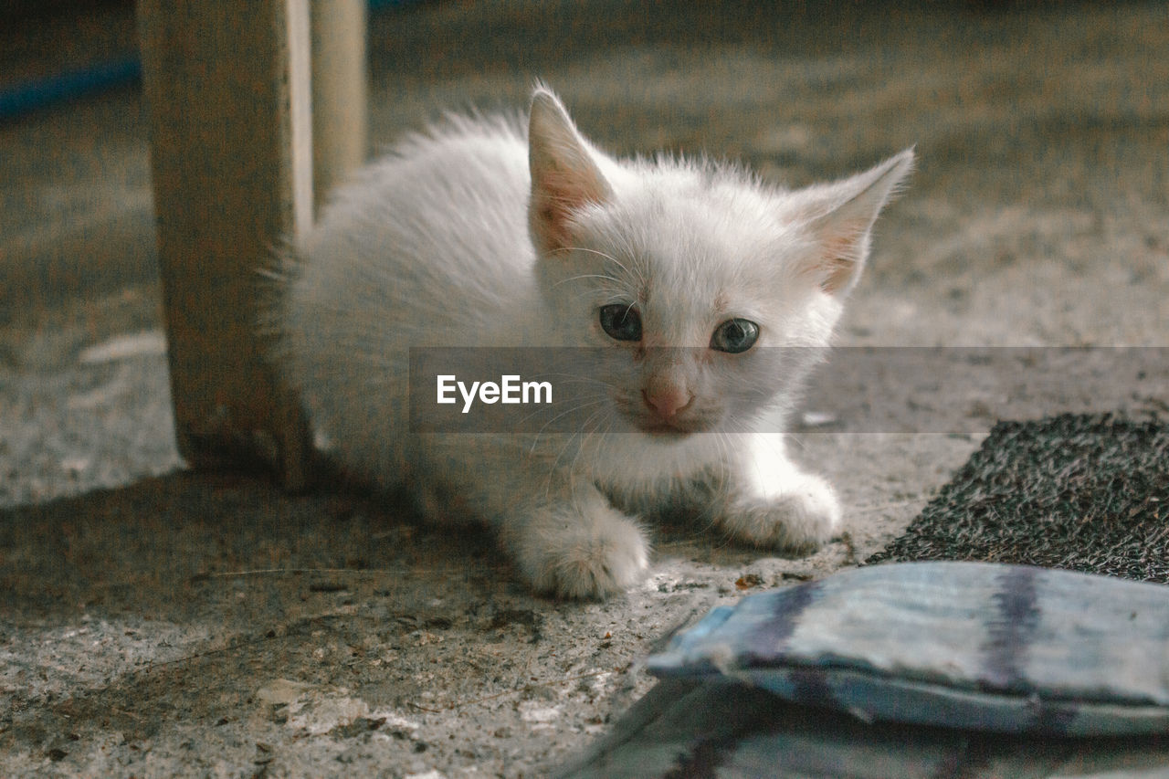 CLOSE-UP PORTRAIT OF WHITE CAT
