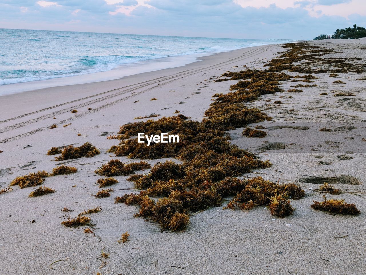 Plants on sea shore at beach