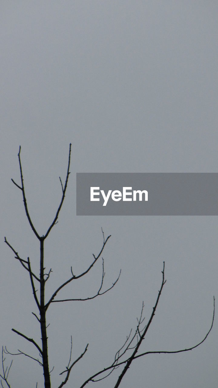 Low angle view of bare trees against clear sky