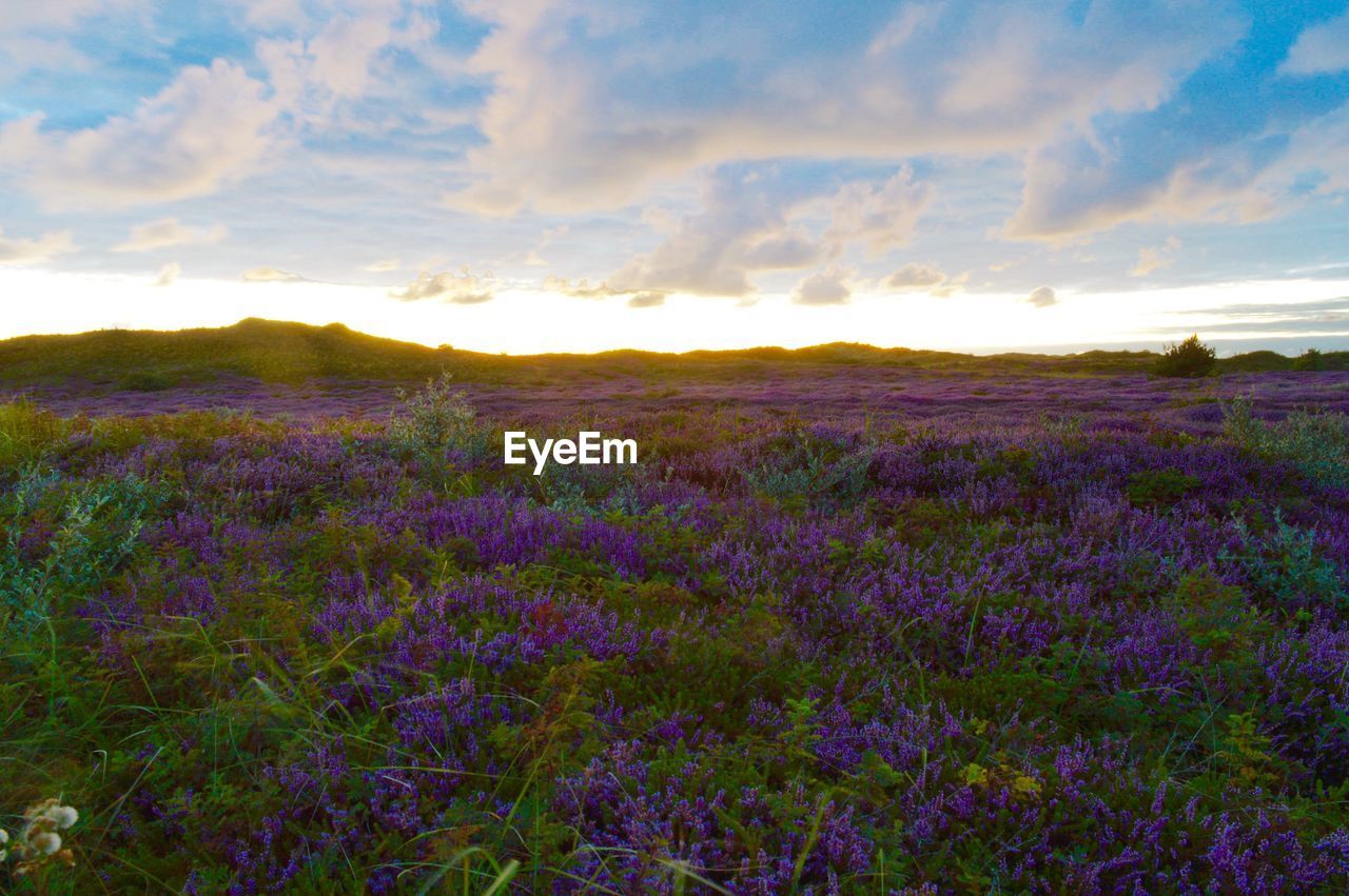 SCENIC VIEW OF GRASSY FIELD AGAINST SKY