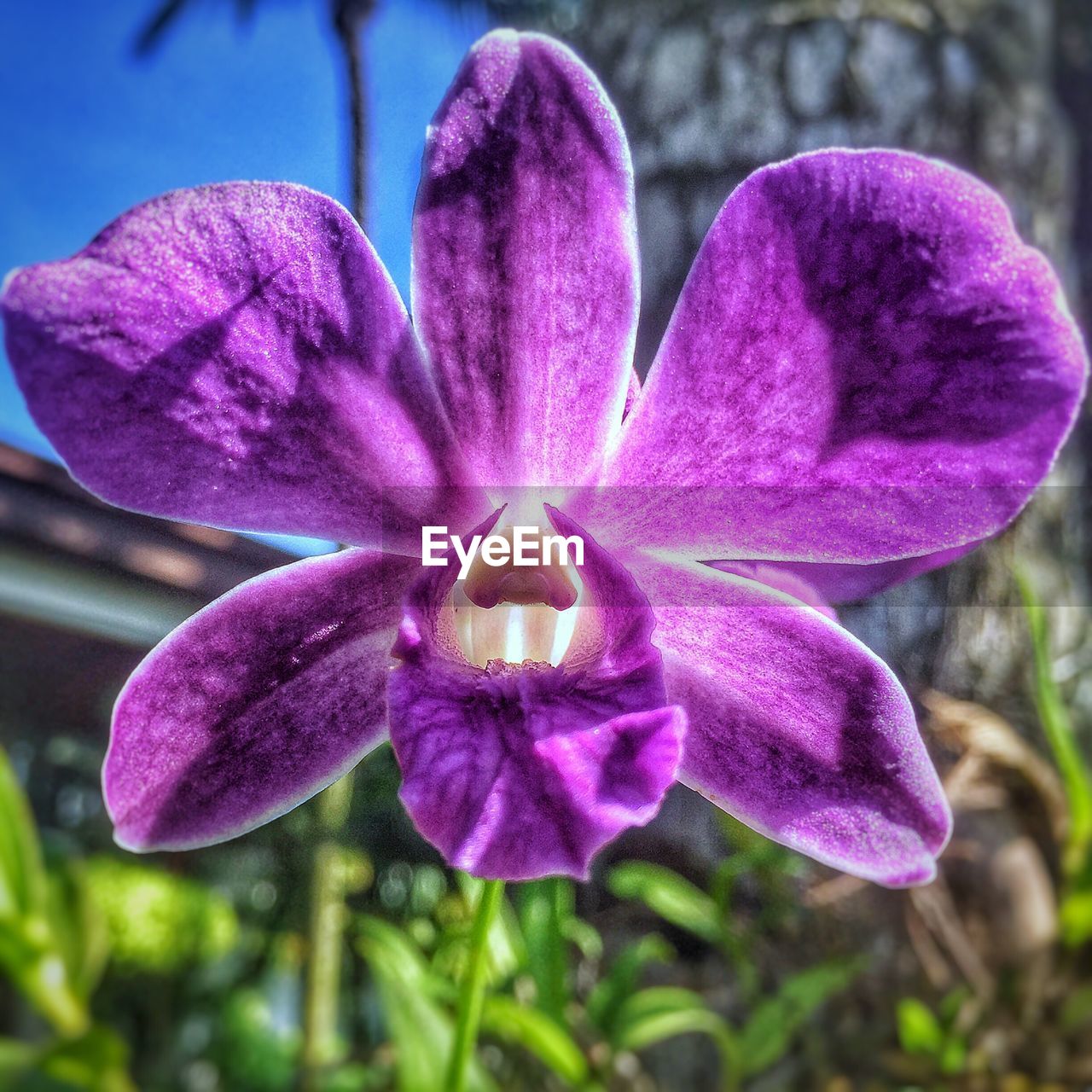 CLOSE-UP OF PINK ORCHIDS BLOOMING OUTDOORS