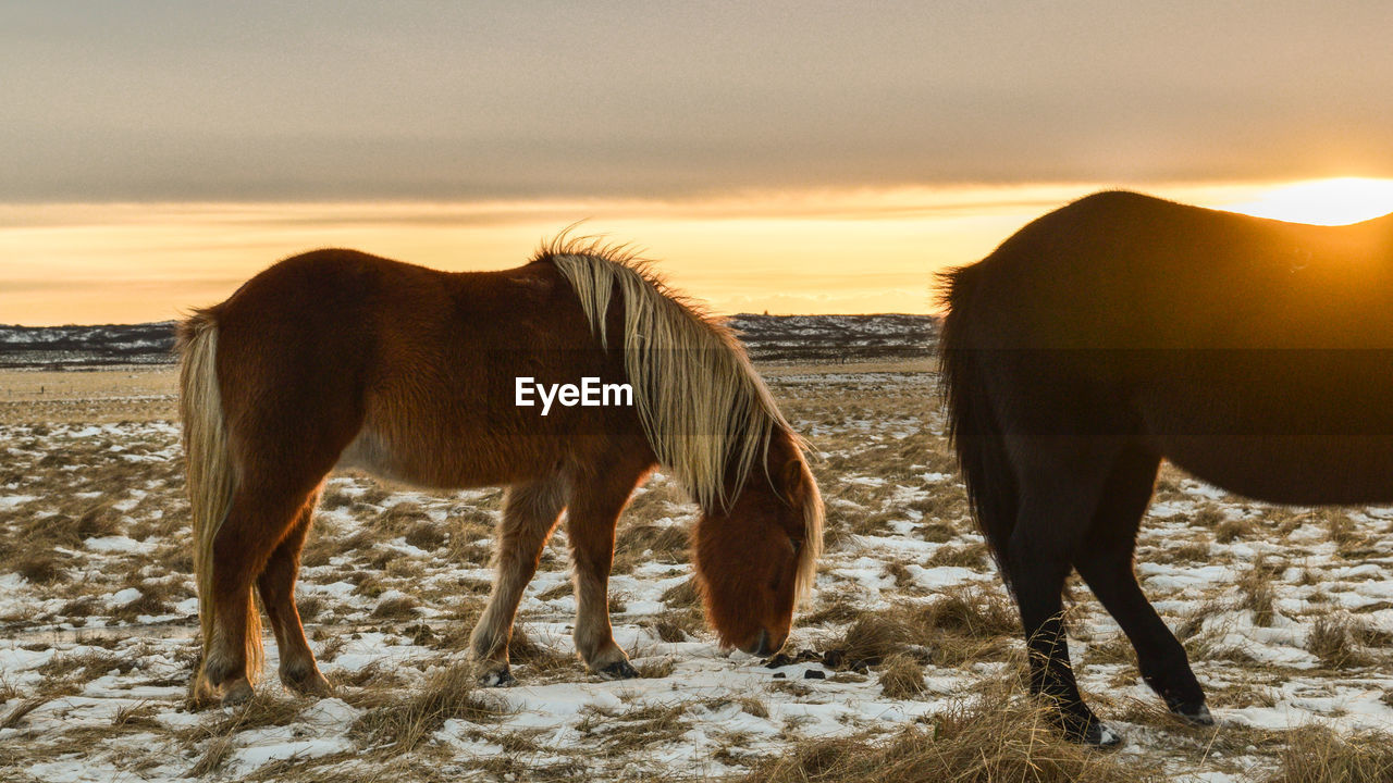 HORSE STANDING ON FIELD AGAINST SKY