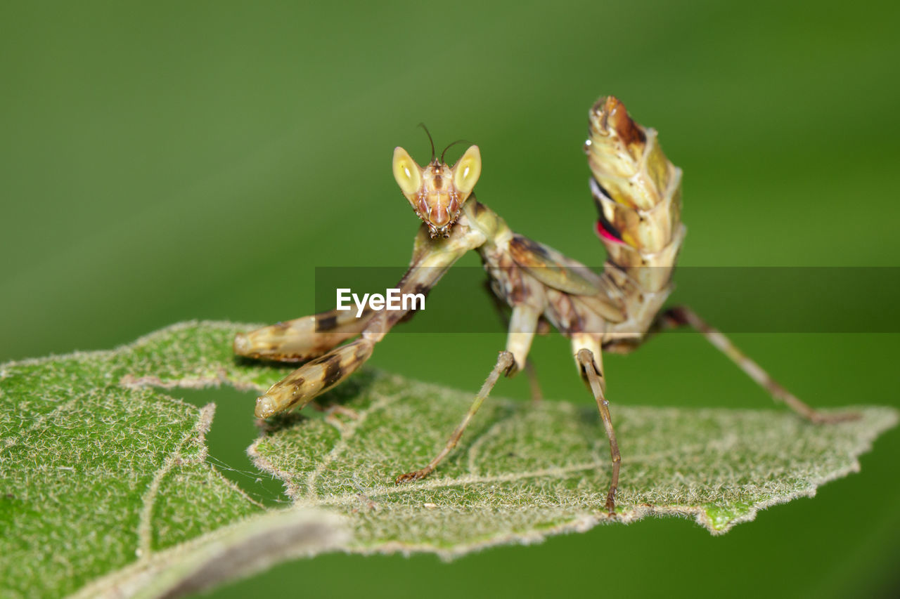 Close-up of insect on leaf