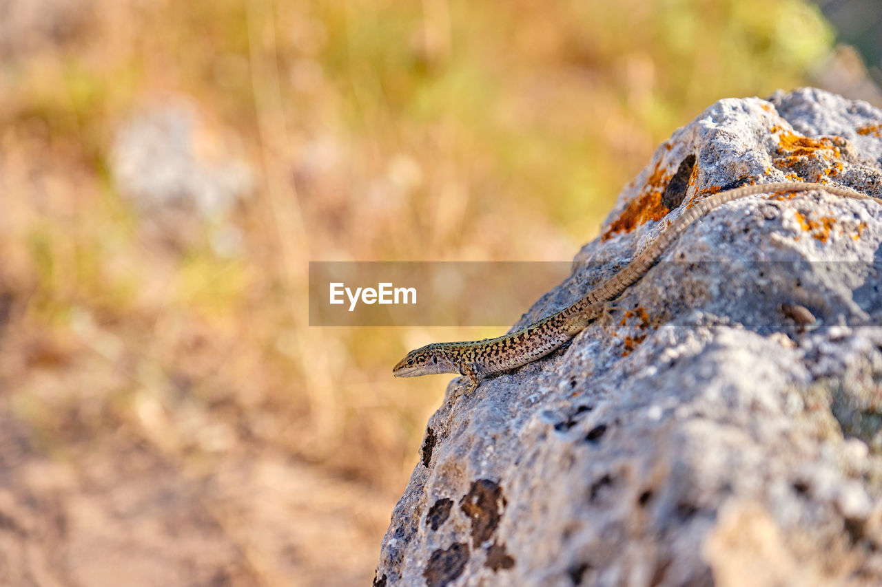 Close-up of lizard on rock