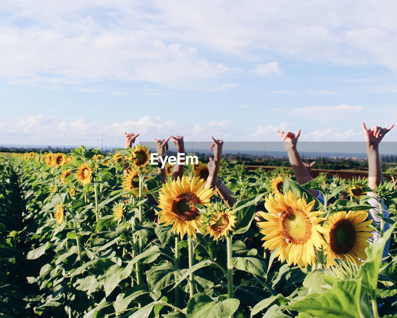 Yellow flowers blooming on field against sky