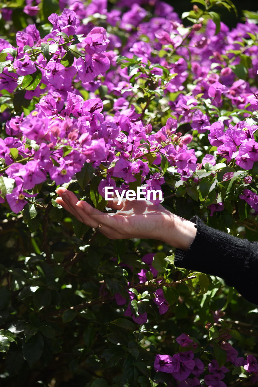 Cropped hand of woman touching purple flowering plants