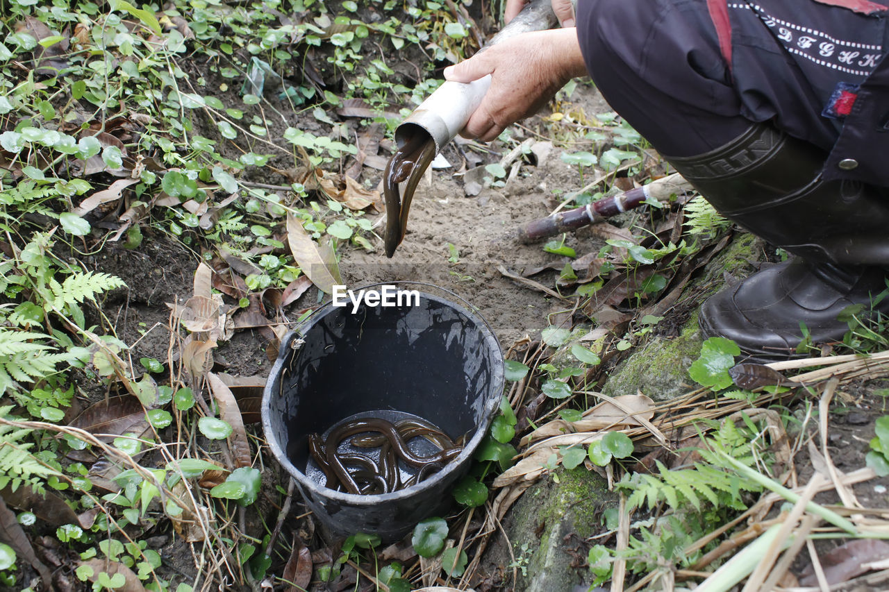 Low section of person putting eels in bucket on field